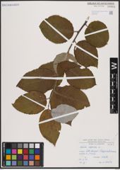 Foto von Salix caprea L.